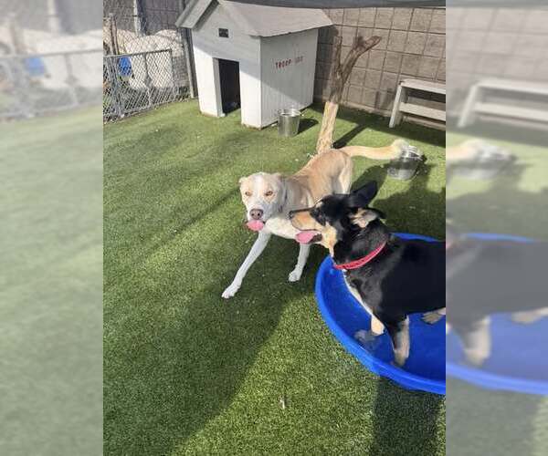 Medium Photo #11 Mutt Puppy For Sale in Rowlett, TX, USA