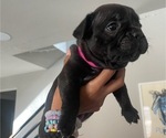 Small Photo #3 French Bulldog Puppy For Sale in EL PASO, TX, USA
