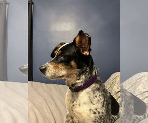 Mutt Dogs for adoption in Garden City, NY, USA