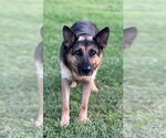 Small #1 German Shepherd Dog