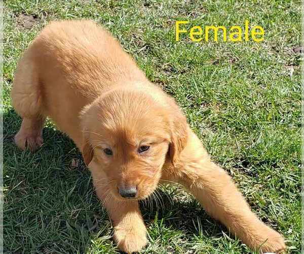 Medium Photo #1 Golden Retriever Puppy For Sale in RIGA, MI, USA
