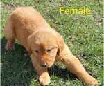 Small Photo #1 Golden Retriever Puppy For Sale in RIGA, MI, USA