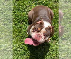 English Bulldog Puppy for sale in COVINGTON, GA, USA