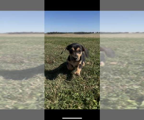 Medium Photo #7 Dachshund Puppy For Sale in GUTHRIE, KY, USA