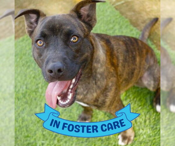 Medium Photo #2 Holland Shepherd-Unknown Mix Puppy For Sale in Tallahassee, FL, USA