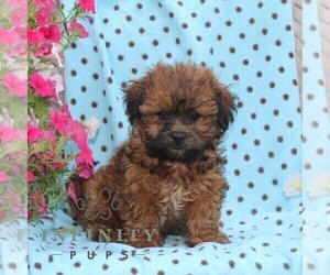Zuchon Puppy for sale in RISING SUN, MD, USA