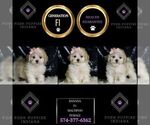 Small Photo #6 Maltipoo Puppy For Sale in WARSAW, IN, USA