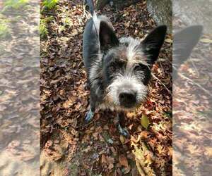 Pedro - Male Mutt Dog for Adoption - Photo #2