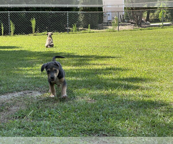 Medium Photo #4 Labrador Retriever-Unknown Mix Puppy For Sale in Garner, NC, USA