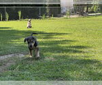 Small #3 Labrador Retriever Mix