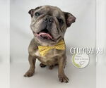 Small #1 French Bulldog