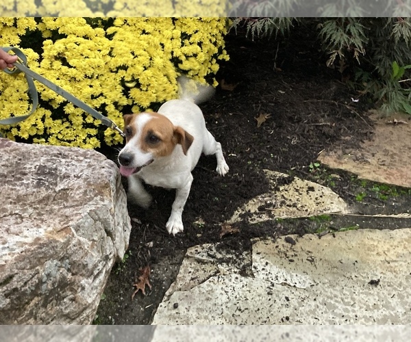 Medium Photo #1 Jack Russell Terrier Puppy For Sale in BENTON, IL, USA