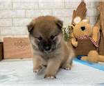 Small Photo #8 Shiba Inu Puppy For Sale in EMPIRE STATE, NY, USA