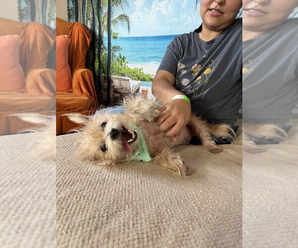 Medium Photo #4 Mutt Puppy For Sale in San Leon, TX, USA