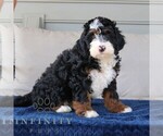 Small #3 Bernedoodle (Miniature)