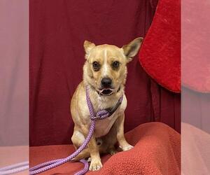 Chihuahua Dogs for adoption in Modesto, CA, USA