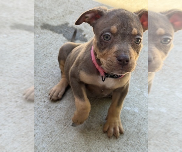 Medium Photo #1 American Bully Puppy For Sale in AURORA, CO, USA