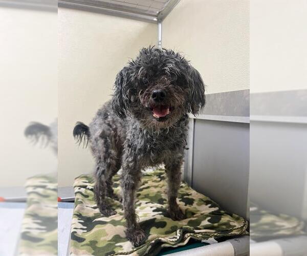 Medium Photo #1 Shih-Poo Puppy For Sale in Louisville, KY, USA