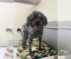 Shih-Poo Dogs for adoption in Louisville, KY, USA