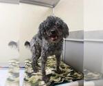 Small Shih-Poo