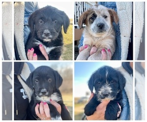 Australian Cattle Dog-Goldendoodle Mix Puppy for sale in DARLINGTON, WI, USA