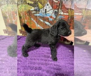 Labradoodle Puppy for Sale in CRAIG, Nebraska USA