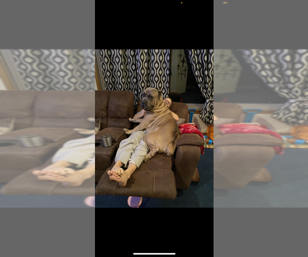 Medium Photo #1 Cane Corso Puppy For Sale in WICHITA, KS, USA