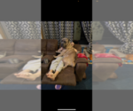 Small Photo #1 Cane Corso Puppy For Sale in WICHITA, KS, USA