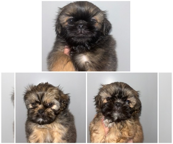 Medium Photo #1 Shih Tzu Puppy For Sale in DURHAM, NC, USA