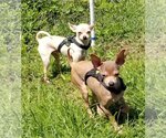 Small Photo #13 Chihuahua Puppy For Sale in Oakhurst, NJ, USA