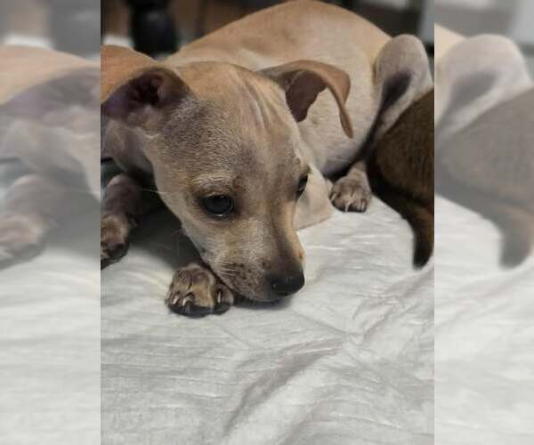 Medium Photo #15 Jack Chi Puppy For Sale in Princeton, MN, USA