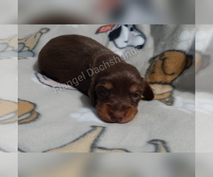 Dachshund Puppy for sale in VALDOSTA, GA, USA