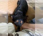 Small #6 Dachshund Mix