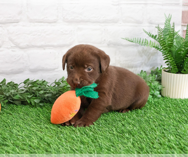 Medium Photo #5 Labrador Retriever Puppy For Sale in SYRACUSE, IN, USA