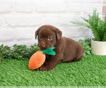 Small #4 Labrador Retriever