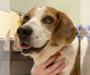 Beagle Dogs for adoption in Chesapeake, VA, USA