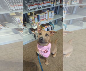 Mutt Dogs for adoption in Calhoun, GA, USA