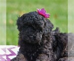Small Photo #4 Poodle (Miniature) Puppy For Sale in EAST EARL, PA, USA