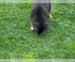 Small Photo #38 German Shepherd Dog Puppy For Sale in JURUPA VALLEY, CA, USA