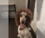 Small Photo #1 Poodle (Standard) Puppy For Sale in FREDERICKSBURG, VA, USA