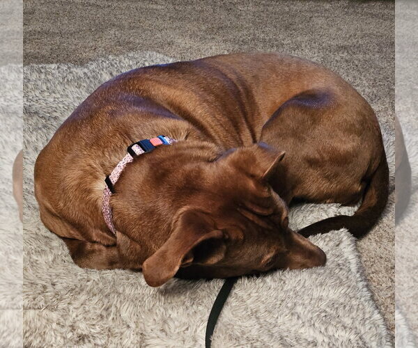 Medium Photo #4 - Mix Puppy For Sale in Brooklyn Center, MN, USA