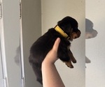 Small #7 Rottweiler