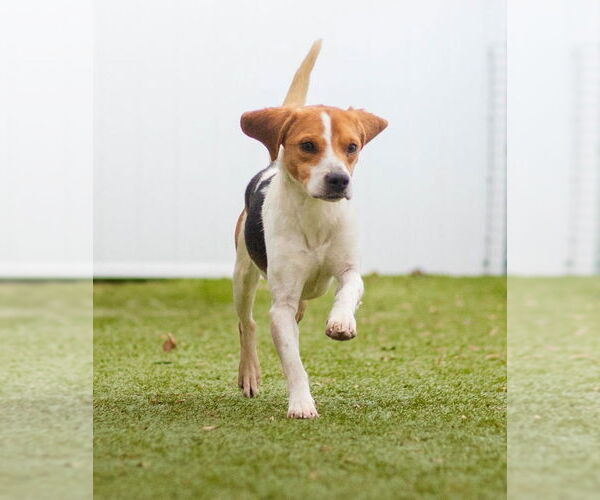 Medium Photo #4 Beagle-Unknown Mix Puppy For Sale in Canton, CT, USA