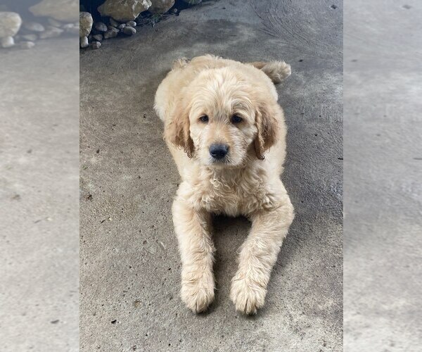 Medium Photo #10 Goldendoodle Puppy For Sale in PARKER CITY, IN, USA