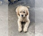 Small #9 Goldendoodle