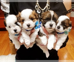 Shih Tzu Puppy for sale in NILES, IL, USA