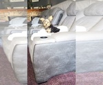 Small Photo #14 Yorkshire Terrier Puppy For Sale in BENSON, NC, USA