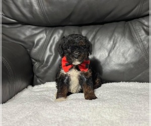 Cavapoo Puppy for sale in CAMPBELLSVILLE, KY, USA