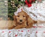 Small Photo #4 Labradoodle Puppy For Sale in QUARRYVILLE, PA, USA