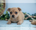 Small Photo #9 Chihuahua Puppy For Sale in FREDERICKTOWN, OH, USA